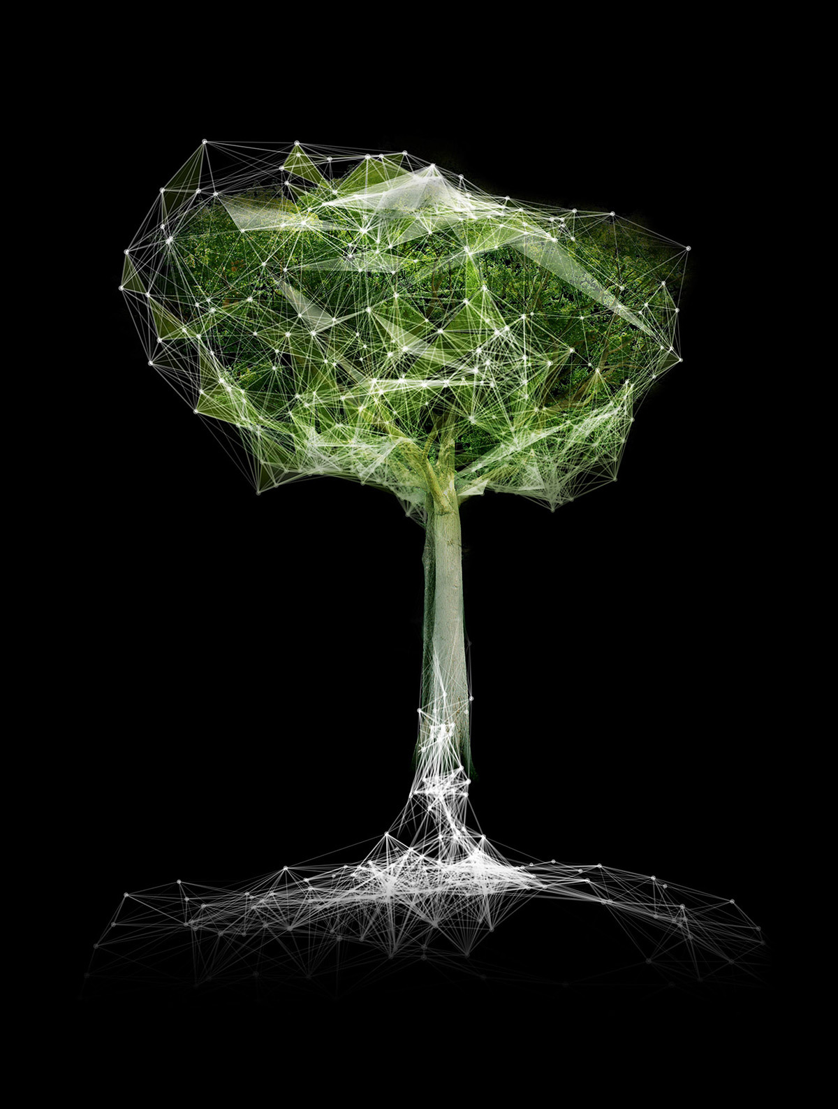 One Heart One Tree, arbre en montagne © Naziha Mestaoui