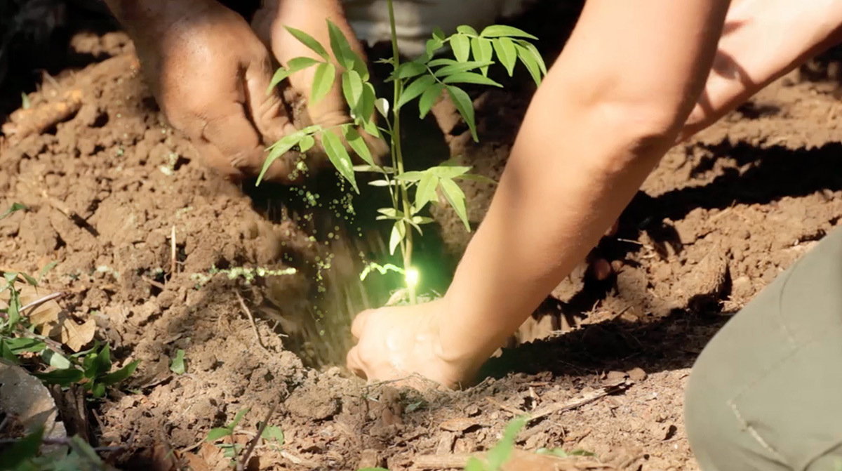One Heart One Tree, plantation de jeune pousse © Naziha Mestaoui