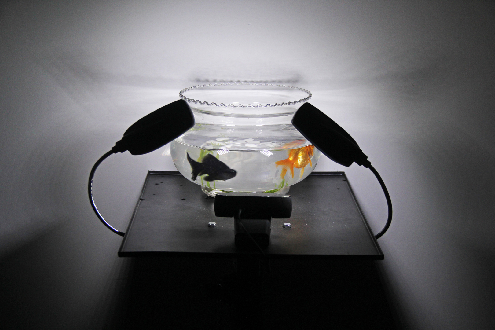 I & C (Cedar & Iris), Surveillance, 2014, installation temps réel © Cedar Zhou