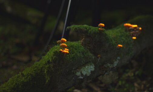 Bio-luminescent Forest - Champignons