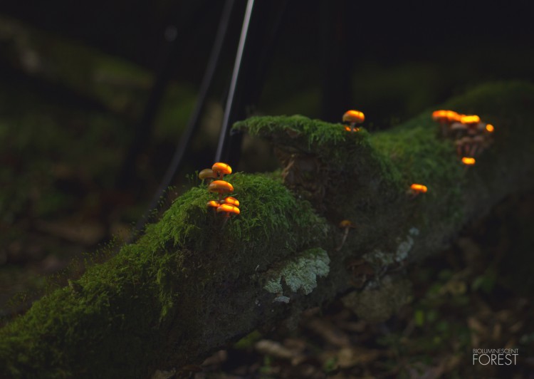 Bio-luminescent Forest - Champignons