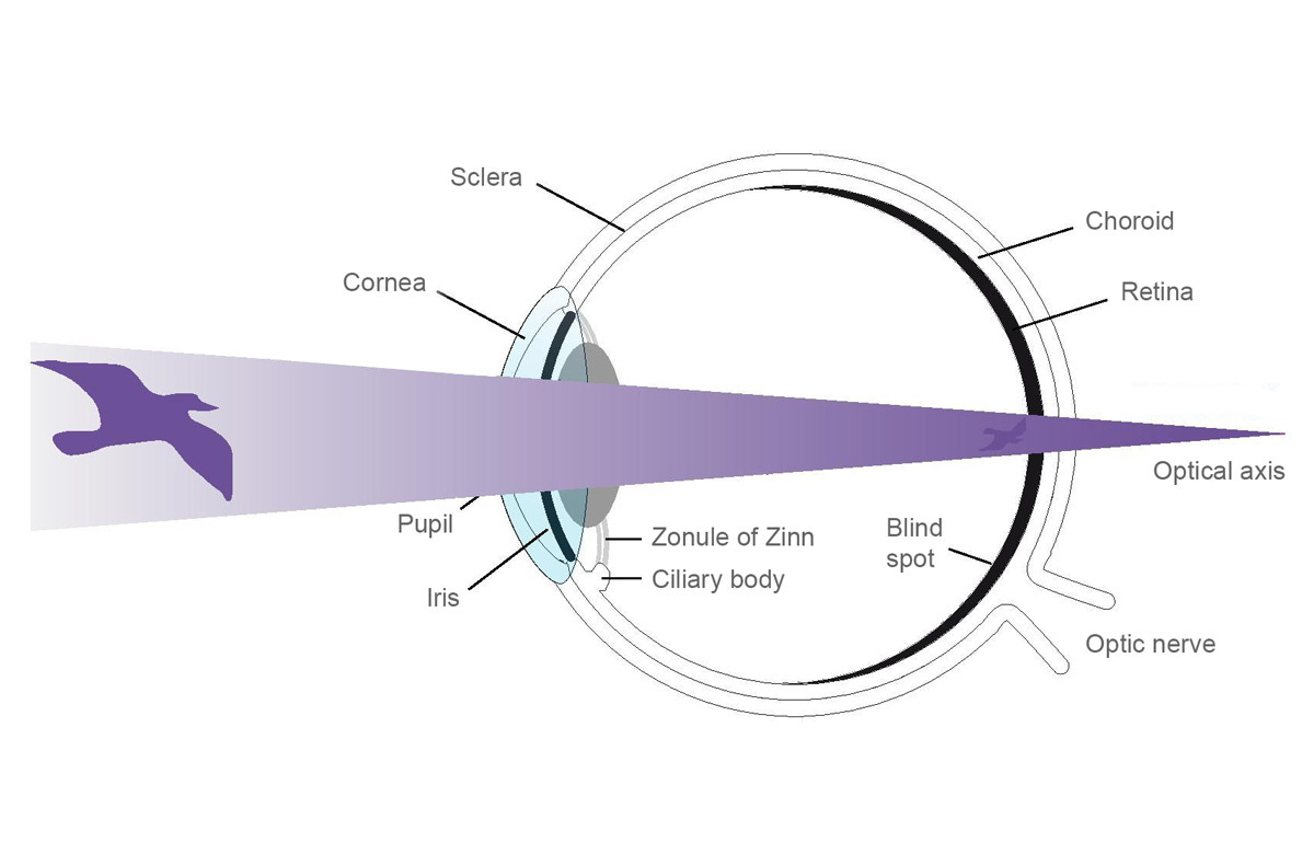 H1-Lampe – Wikipedia