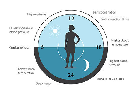 Horloge circadienne anticipe et adapte la physiologie aux différentes phases de la journée