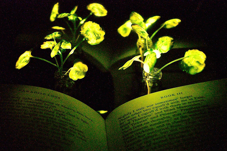 Plantes lumineuses nanobioniques, la luciole inspire le MIT