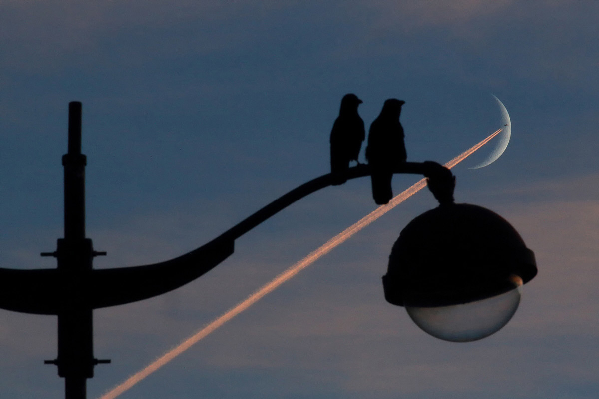 Crosse d'éclairage public, luminaires et pigeons en silhouettes - Entre Ciel et Terre, exposition, Galerie Orenda, Paris © Bertrand Kulik