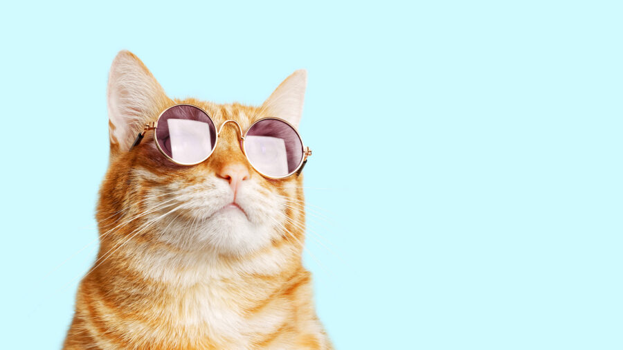 Apparence et perception, chat de gingembre avec lunettes de soleil © Mark_KA, iStock