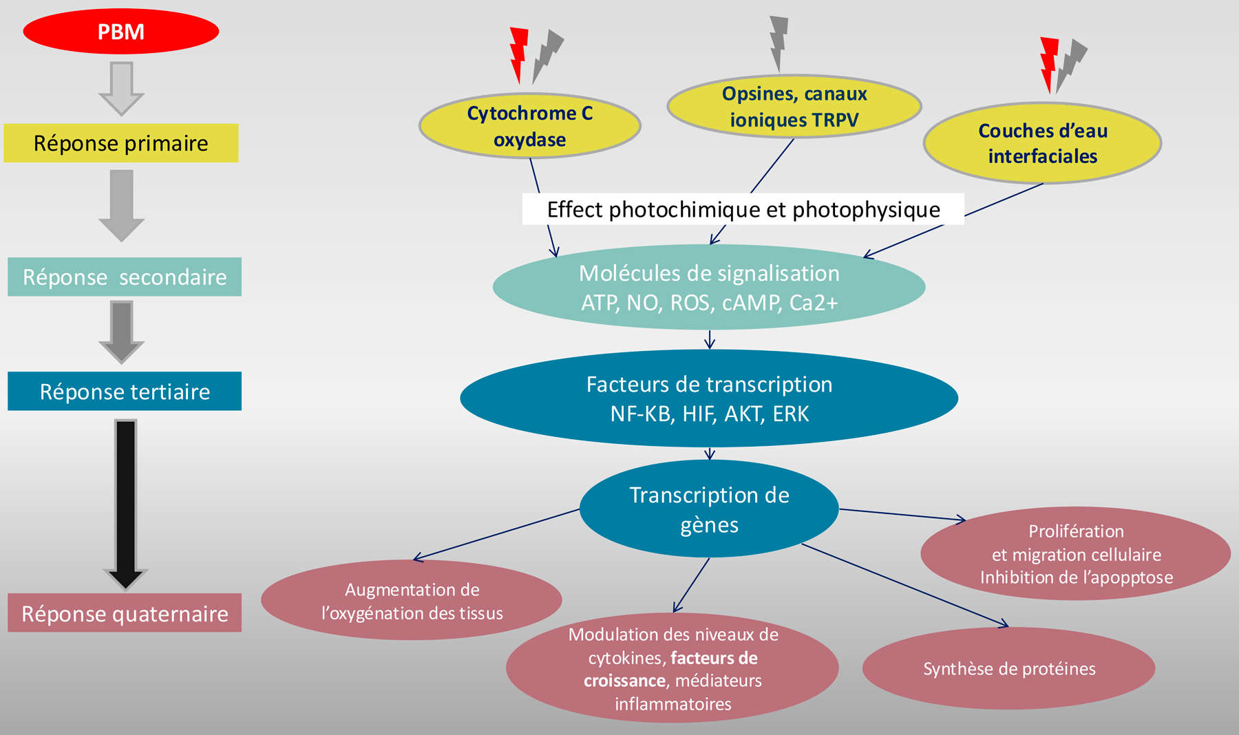 Réponses de la Photobiomodulation PBM dans soins du cancer